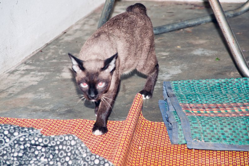 Tiere-001.jpg - Ich fang dich.