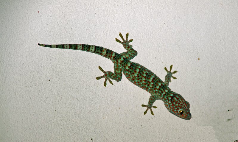 Tiere-002.jpg - Wo ist die Katze?